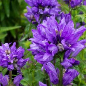 Campanula glomerata Bellefleur Blue - Pépinière La Forêt