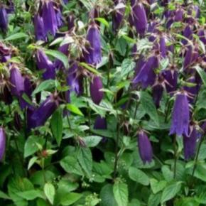 Campanula Ringsabell Indigo Blue ® - Pépinière La Forêt