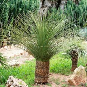 Dasylirion serratifolium - Pépinière La Forêt