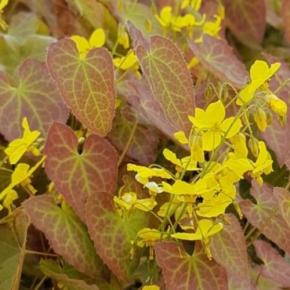 Epimedium perralchicum Frohnleiten - Pépinière La Forêt