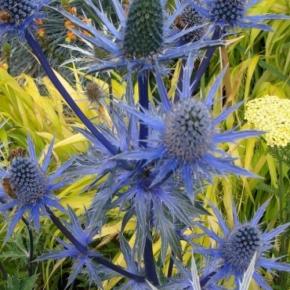 Eryngium planum Pen Blue - Pépinière La Forêt