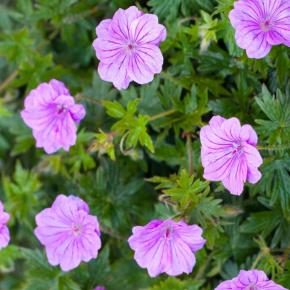 Geranium Blushing Turtle ® - Pépinière La Forêt