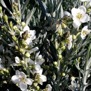 Gomphostigma virgatum White Candy - Pépinière La Forêt