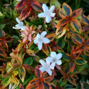 Abelia x grandiflora Kaleidoscope ® - Pépinière La Forêt