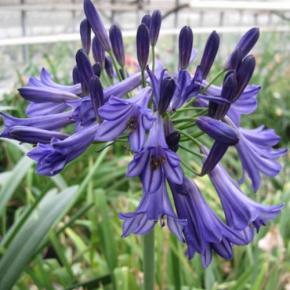 Agapanthus Black Pantha ® - Pépinière La Forêt