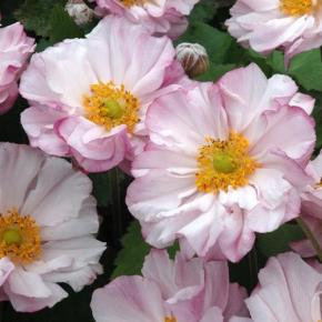 Anemone Lorelei - Pépinière La Forêt