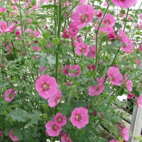 Anisodontea capensis El Rayo - Pépinière La Forêt