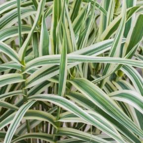 Arundo donax Ely - Pépinière La Forêt