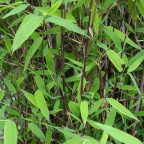 Bambou Fargesia nitida Trifina Black - Pépinière La Forêt