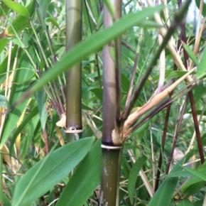 Bambou Fargesia yunnanensis - Pépinière La Forêt