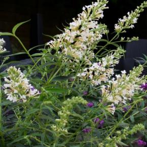 Buddleia Free Petite Snow White ®  - Pépinière La Forêt