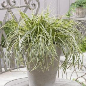 Carex oshimensis Feather Falls ® - Pépinière La Forêt