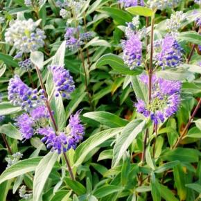 Caryopteris x clandonensis Thetis ® - Pépinière La Forêt