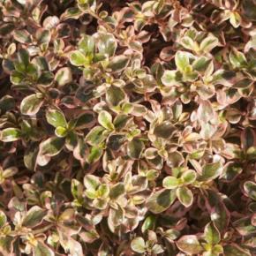 Coprosma Evening Glow ® - Pépinière La Forêt