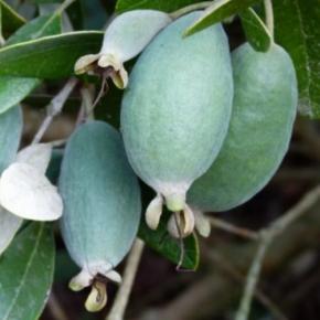 FEIJOA sellowiana Coolidge - Pépinière La Forêt