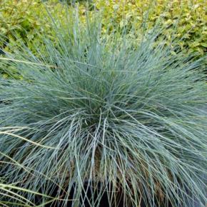 Festuca glauca Intense Blue ® - Pépinière La Forêt