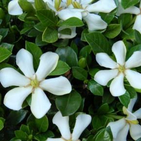 Gardenia jasminoides Highligts Pinweel ® - Pépinière La Forêt