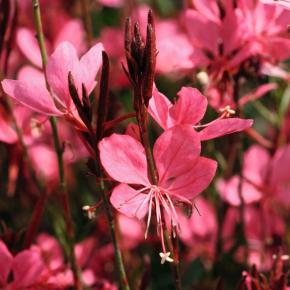 Gaura Red Color - Pépinière La Forêt