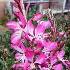 Gaura Rosy Jane ® - Pépinière La Forêt