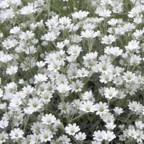 Gypsophila repens Filou White - Pépinière La Forêt