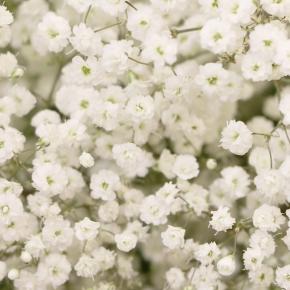 Gypsophila White Flare ® - Pépinière La Forêt