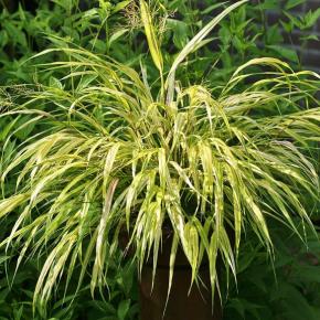 Hakonechloa macra 'Aureola' - Pépinière La Forêt