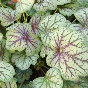 Heuchera americana Dale Strain - Pépinière La Forêt