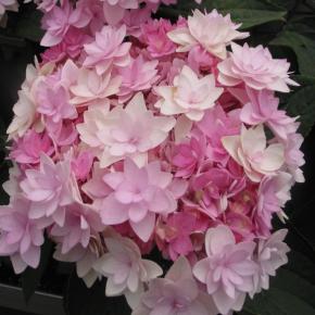 Hydrangea macrophylla Romance ® - Pépinière La Forêt