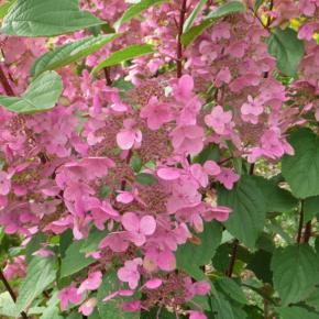 Hydrangea paniculata Wims Red ® - Pépinière La Forêt