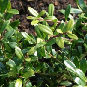 Ilex crenata Stockes - Pépinière La Forêt