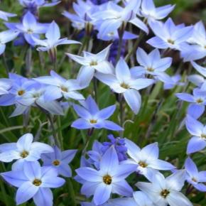 Ipheon Whisley Blue - Pépinière La Forêt