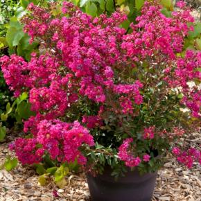 Lagerstroemia Cherry Bouquet Rouge ® - Pépinière La Forêt