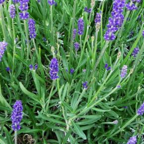 Lavandula angustifolia Anna ® - Pépinière La Forêt