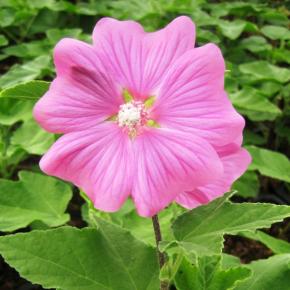 Lavatera Bredon Spring - Pépinière La Forêt