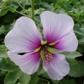 Lavatera maritima Princesse de Ligne - Pépinière La Forêt