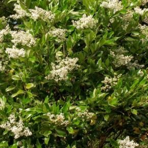 Ligustrum japonicum Korean Dwarf - Pépinière La Forêt