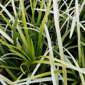 Liriope muscari Pure Blonde ® - Pépinière La Forêt