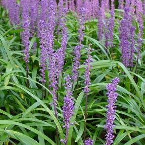 Liriope muscari Royal Purple - Pépinière La Forêt