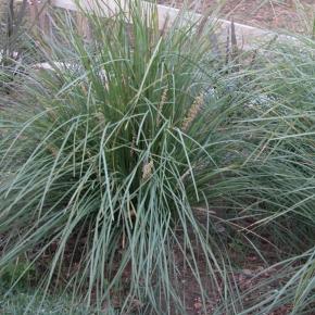 Lomandra longifolia Nyalla ® - Pépinière La Forêt