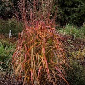 Miscanthus sinensis Navajo ® - Pépinière La Forêt