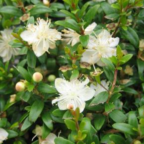 Myrtus communis Tarentina - Pépinière La Forêt