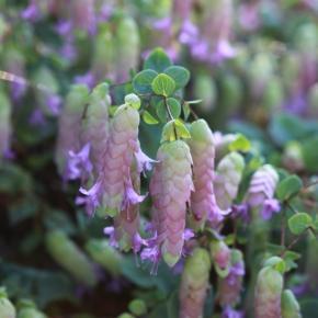 ORIGANUM x Amethyst Falls ® - Pépinière La Forêt