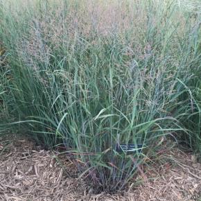 Panicum virgatum 'Heavy Metal' - Pépinière La Forêt