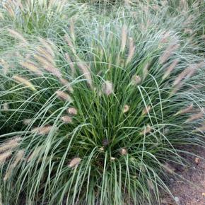 Pennisetum japonicum - Pépinière La Forêt