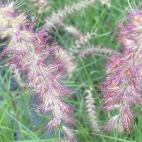 Pennisetum orientale Flamingo - Pépinière La Forêt