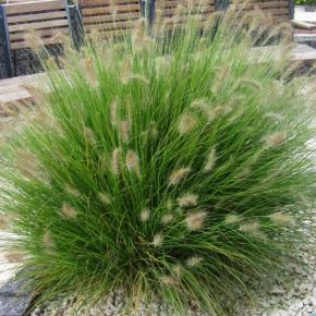 Pennisetum alopecuroïdes Hameln - Pépinière La Forêt