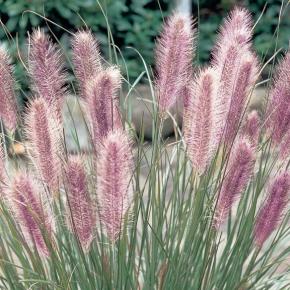 Pennisetum alopecuroïdes Red Head - Pépinière La Forêt