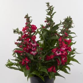 Penstemon hartwegii Peptalk Red ® - Pépinière La Forêt