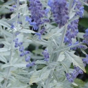 Perovskia atriplicifolia Silvery Blue ® - Pépinière La Forêt