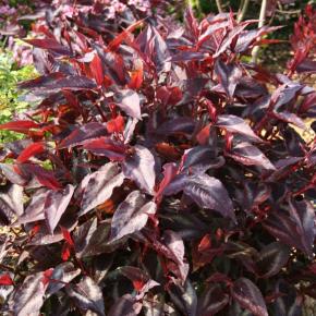 Persicaria Red Dragon ®  - Pépinière La Forêt